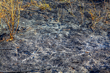 Scorched earth . Nature after arson 