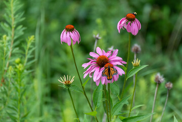 Fototapeta premium Monarch Butterfly On Prairie Flowers In July
