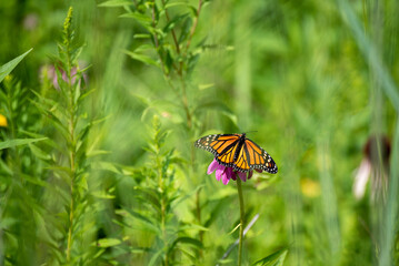 Monarch Butterfly On Prairie Flowers In July