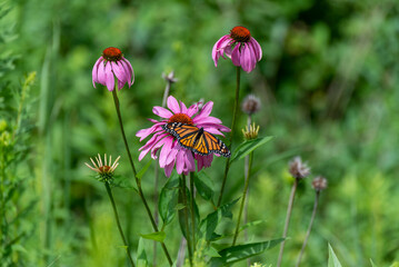 Obraz premium Monarch Butterfly On Prairie Flowers In July