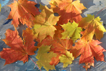 Naklejka na ściany i meble Leaves of autumn