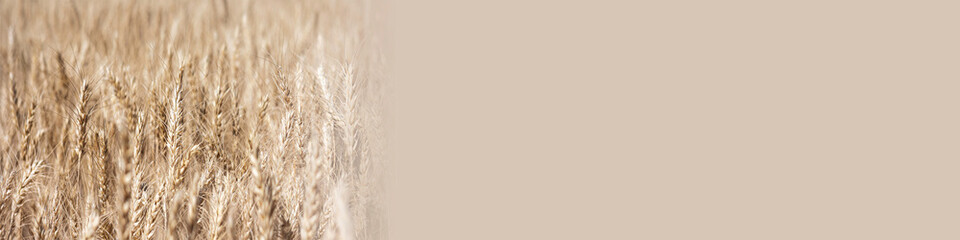 Banner selective focus of gold grain ready for harvest growing in a farm field. Mock up for text. 