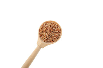 Dried Whole spelt farro in wooden spoon isolated on white background, close-up