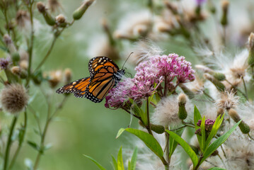 Monarch Butterfly On Prairie Flowers In July