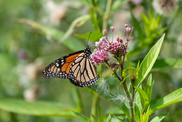 Fototapeta premium Monarch Butterfly On Prairie Flowers In July