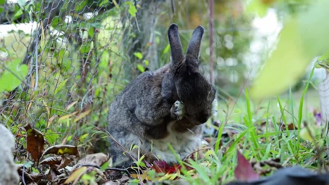 Gray Garden Rabbit cleans face camera pans out and rabbit looks at camera super cute.