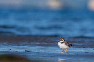 A common ringed plover (Charadrius hiaticula) on a beach