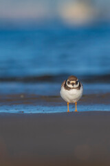 A common ringed plover (Charadrius hiaticula) on a beach