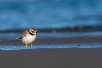A common ringed plover (Charadrius hiaticula) on a beach