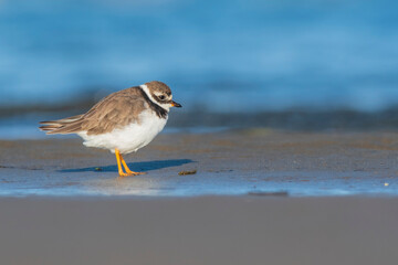 A common ringed plover (Charadrius hiaticula) on a beach