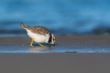 A common ringed plover (Charadrius hiaticula) on a beach