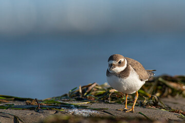A common ringed plover (Charadrius hiaticula) on a beach