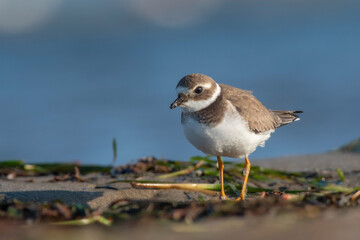 A common ringed plover (Charadrius hiaticula) on a beach