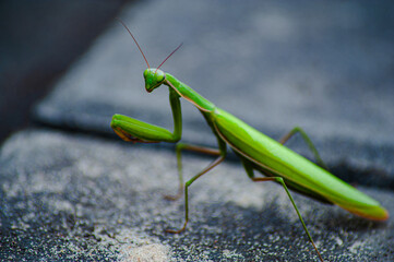 Close up photo of a Green Praying Mantis Mantis religiosa