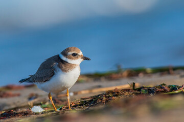 A common ringed plover (Charadrius hiaticula) on a beach