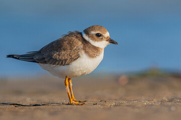 A common ringed plover (Charadrius hiaticula) on a beach