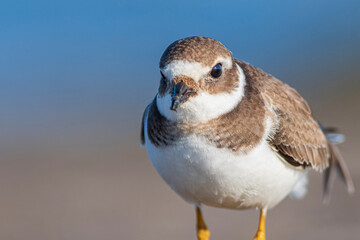 A common ringed plover (Charadrius hiaticula) on a beach