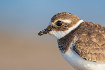 A common ringed plover (Charadrius hiaticula) on a beach