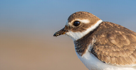 A common ringed plover (Charadrius hiaticula) on a beach