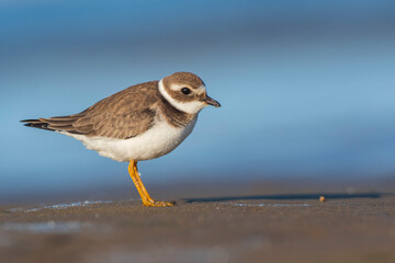 A common ringed plover (Charadrius hiaticula) on a beach