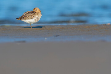 A dunlin (Calidris alpina) on a beach