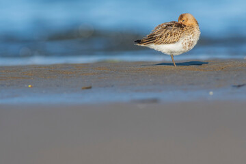 A dunlin (Calidris alpina) on a beach