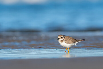 A common ringed plover (Charadrius hiaticula) on a beach