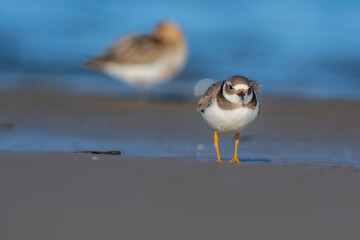 A common ringed plover (Charadrius hiaticula) on a beach
