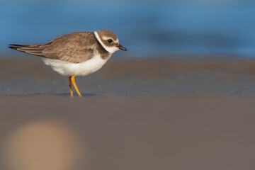 A common ringed plover (Charadrius hiaticula) on a beach