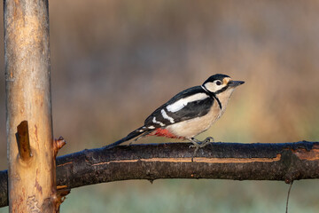 Great-spotted woodpecker perching.