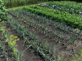 Vegetable garden in summer. Planted onions and other vegetables are visible