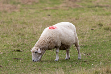 Obraz na płótnie Canvas A sheep grazing in the field.