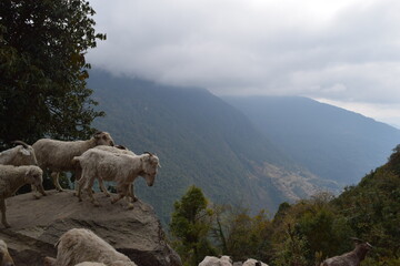 Sheep on a Mountain