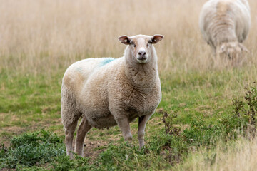 Naklejka na ściany i meble A sheep grazing in the field.