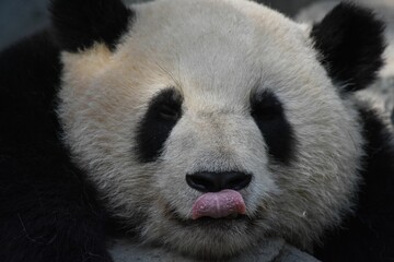 Closeup shot of a panda licking its snout
