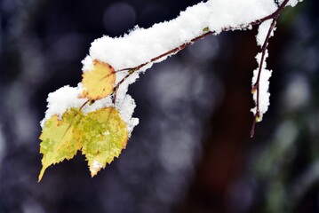 Beginning of winter - Winteranfang 