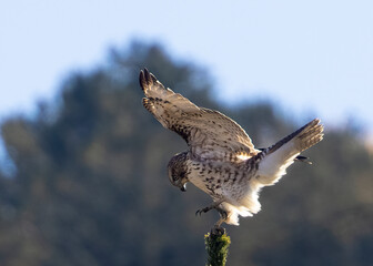 Red-tailed Hawk