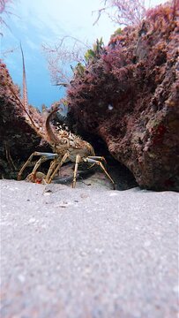 florida spiny lobster hiding in coral reef