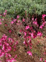 pink flowers in the garden