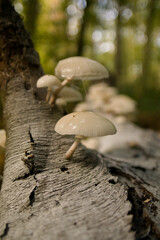 porcelain fungus 
