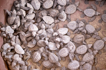 Tortuga Golfina