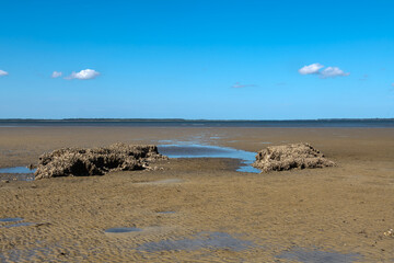 Large clusters of oyster shells clusters at low tide in South Carolina, United States.