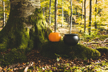 Halloween pumpkin and cauldron in a beech forest. Leaf litter, green moss. The forest begins to turn autumn. Autumn and halloween concept.