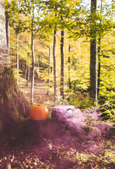 Pumpkin and cauldron with purple smoke rising from inside in a beech forest. Leaf litter on the ground and moss. Concept of autumn and halloween.