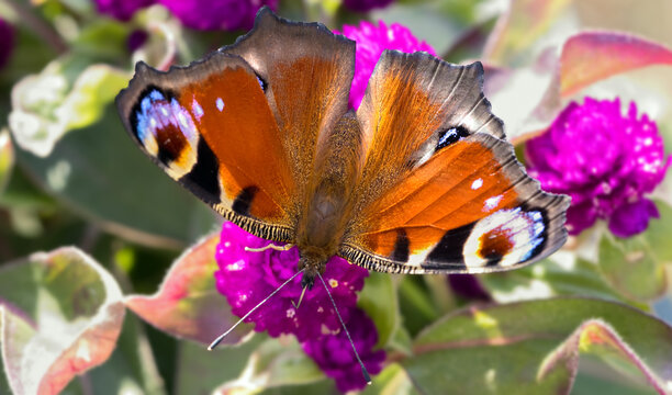 peacock butterfly on pink flowers