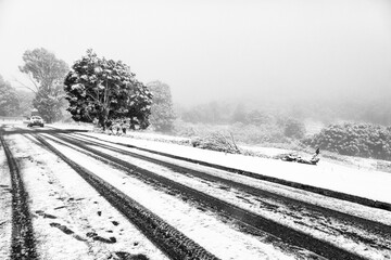 Snowy Landscape with Tracks and Tree