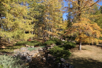 autumn in the forest, U of A Botanic Gardens, Devon, Alberta