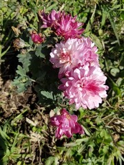 pink flowers in the garden