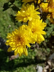 yellow flowers in the garden