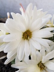 Fototapeta na wymiar white chrysanthemum flower